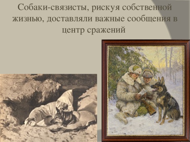 Собаки-связисты, рискуя собственной жизнью, доставляли важные сообщения в центр сражений 