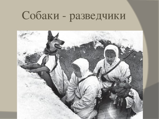 Собаки - разведчики 