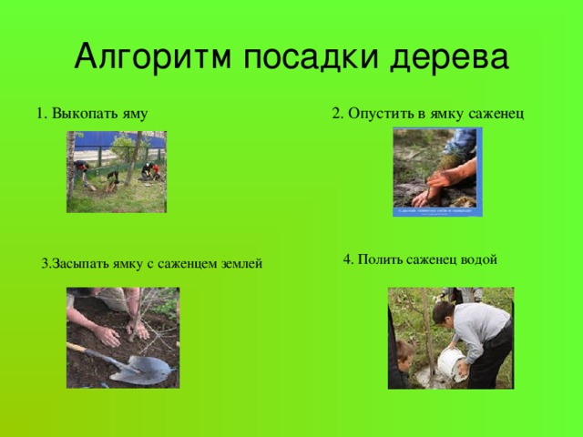 Алгоритм посадки дерева  1. Выкопать яму 2. Опустить в ямку саженец  4. Полить саженец водой 3.Засыпать ямку с саженцем землей 