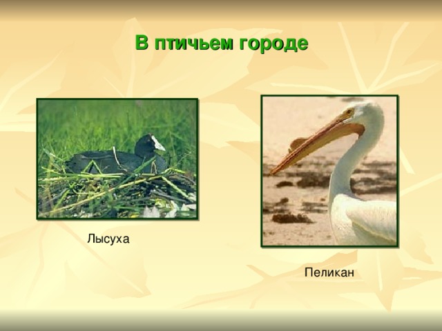 В птичьем городе Лысуха Пеликан 