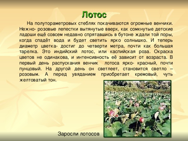 Лотос  На полутораметровых стеблях покачиваются огромные венчики. Нежно- розовые лепестки вытянутые вверх, как сомкнутые детские ладоши ещё совсем недавно спрятавшись в бутоне ждали той поры, когда спадёт вода и будет светить ярко солнышко. И теперь диаметр цветка- достиг до четверти метра, почти как большая тарелка. Это индийский лотос, или каспийская роза. Окраска цветов не одинакова, и интенсивность её зависит от возраста. В первый день распускания венчик лотоса ярко- красный, почти пунцовый. На другой день он светлеет, становится светло – розовым. А перед увяданием приобретает кремовый, чуть желтоватый тон. Заросли лотосов 
