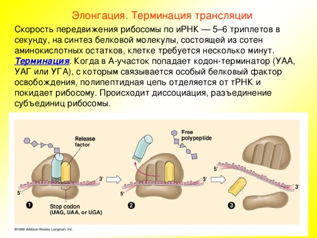 Элонгация. Терминация трансляции Скорость передвижения рибосомы по иРНК — 5–6 триплетов в секунду, на синтез белковой молекулы, состоящей из сотен аминокислотных остатков, клетке требуется несколько минут. Терминация . Когда в А-участок попадает кодон-терминатор (УАА, УАГ или УГА), с которым связывается особый белковый фактор освобождения, полипептидная цепь отделяется от тРНК и покидает рибосому. Происходит диссоциация, разъединение субъединиц рибосомы. 
