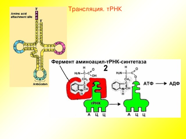 Трансляция. тРНК 