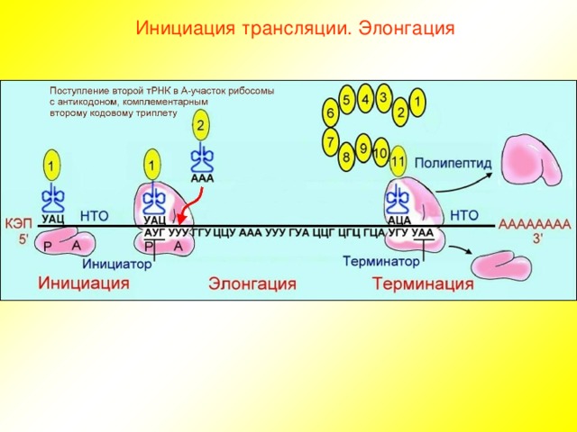 Инициация трансляции. Элонгация 