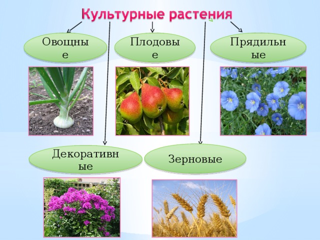 Прядильные Плодовые Овощные Зерновые Декоративные 