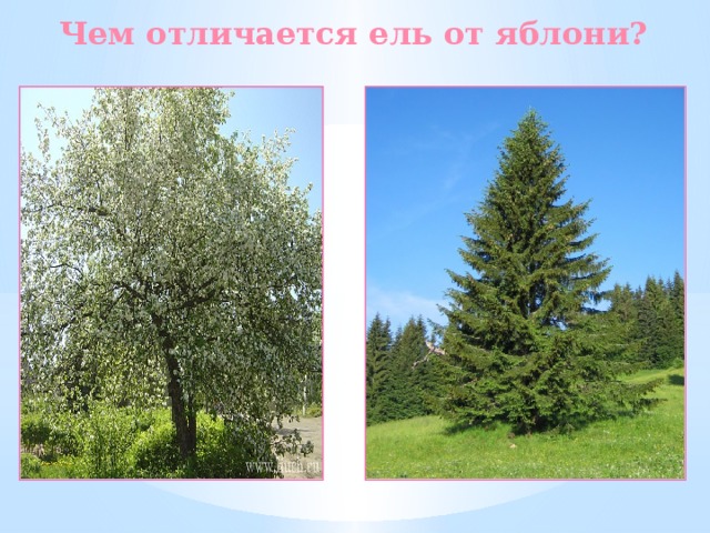 Чем отличается ель от яблони? 