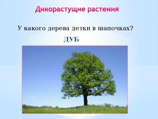 У какого дерева детки в шапочках? Дуб 