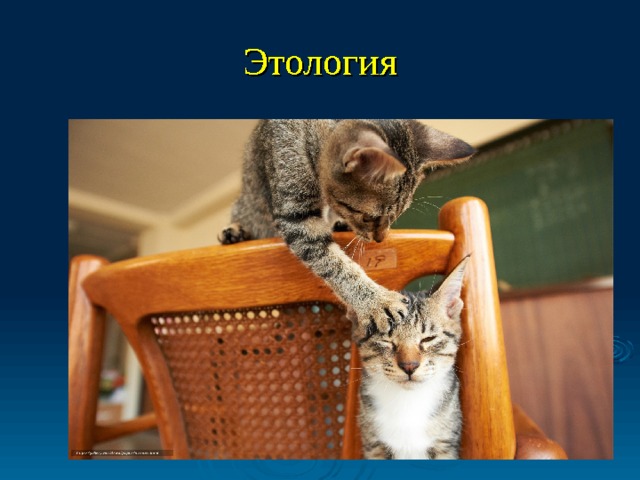 Этология 