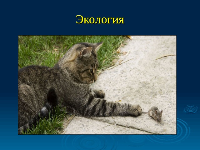 Экология 
