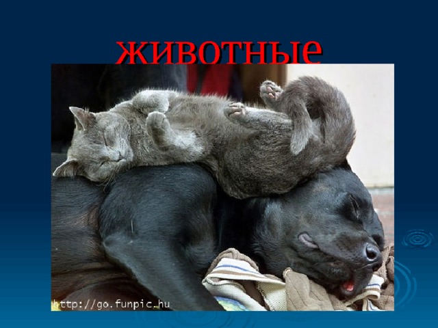 животные 