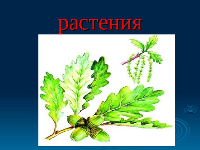растения 