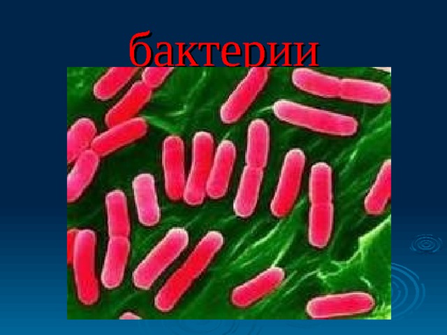бактерии 