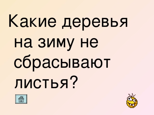 Какие деревья на зиму не сбрасывают листья? 