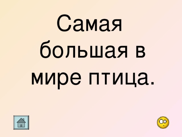 Самая большая в мире птица. 