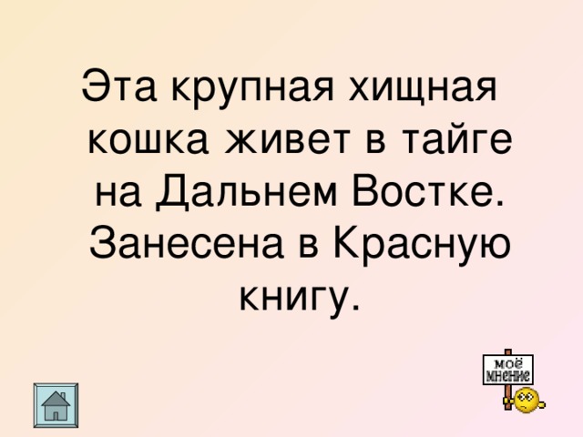 Эта крупная хищная кошка живет в тайге на Дальнем Востке. Занесена в Красную книгу. 