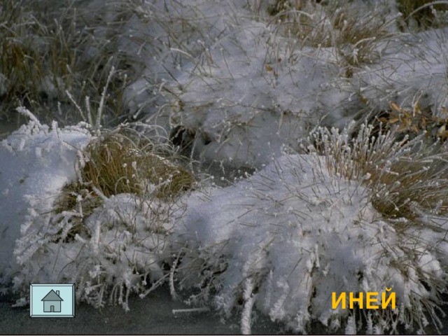 ИНЕЙ 