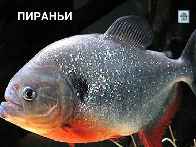 ПИРАНЬИ 