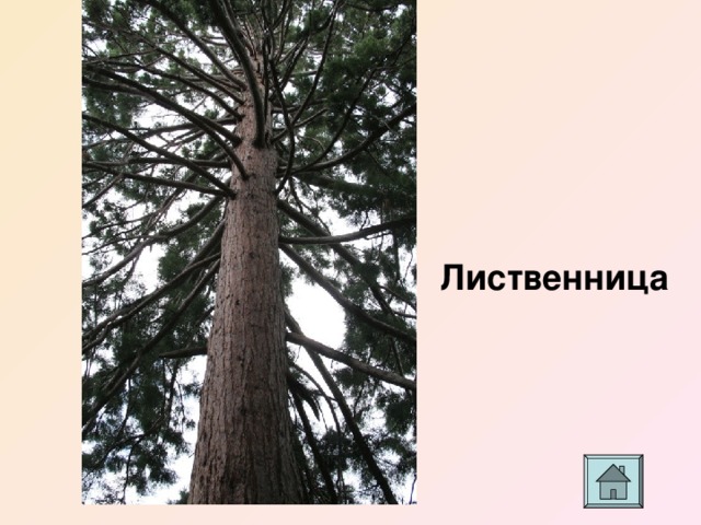 Лиственница 