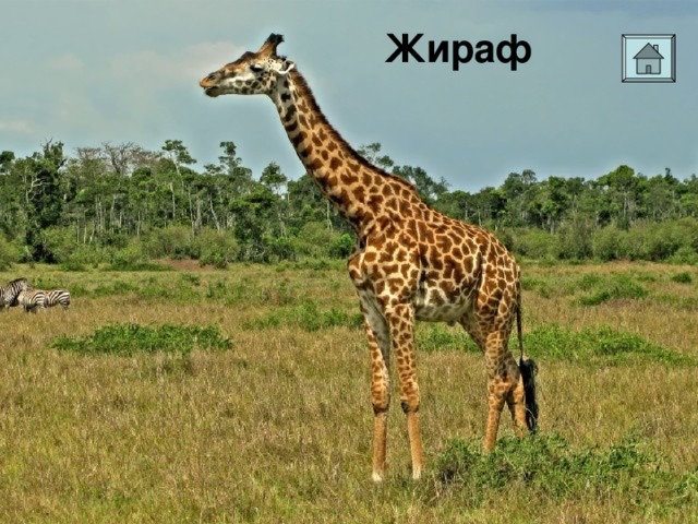 Жираф  