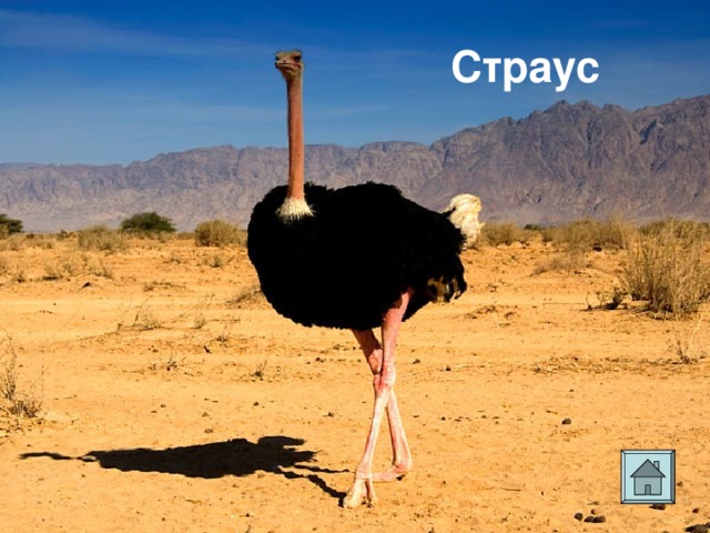 Страус 
