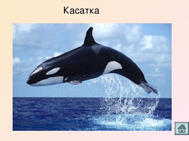Касатка 