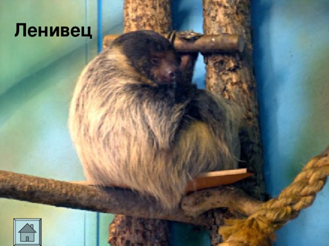 Ленивец 