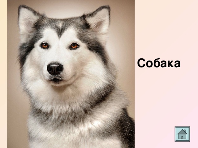 Собака 