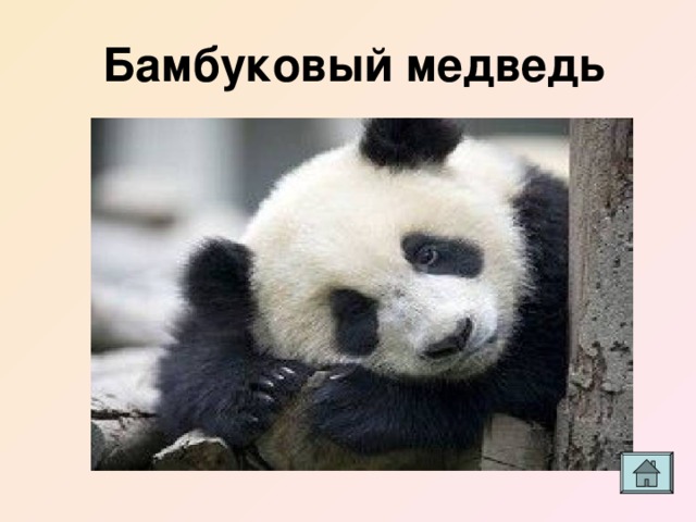 Бамбуковый медведь 