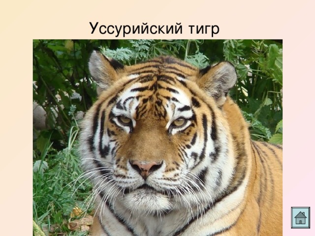 Уссурийский тигр 