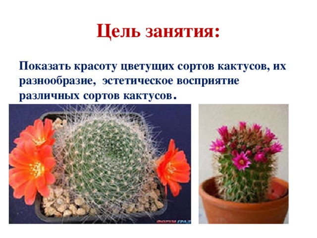 Цель занятия: Показать красоту цветущих сортов кактусов, их разнообразие, эстетическое восприятие различных сортов кактусов . 