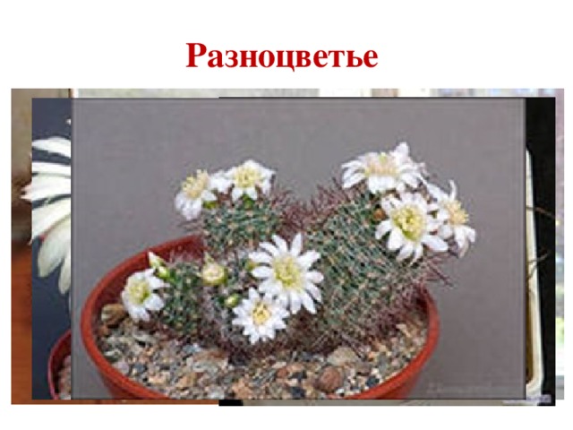 Разноцветье 