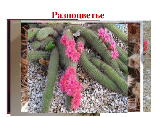 Разноцветье 