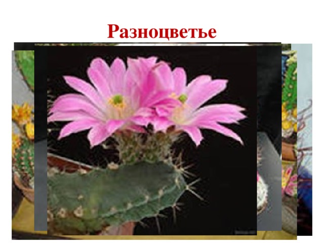 Разноцветье 