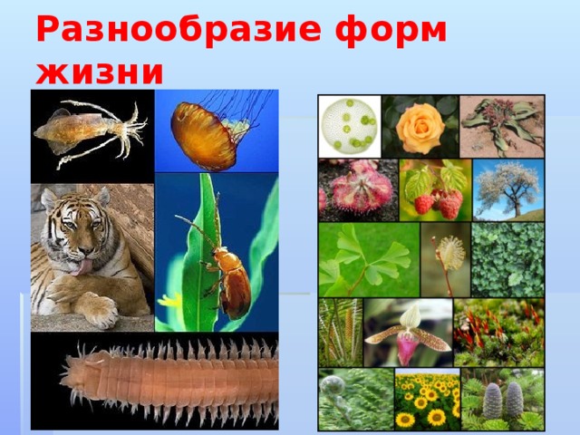 Разнообразие форм жизни  