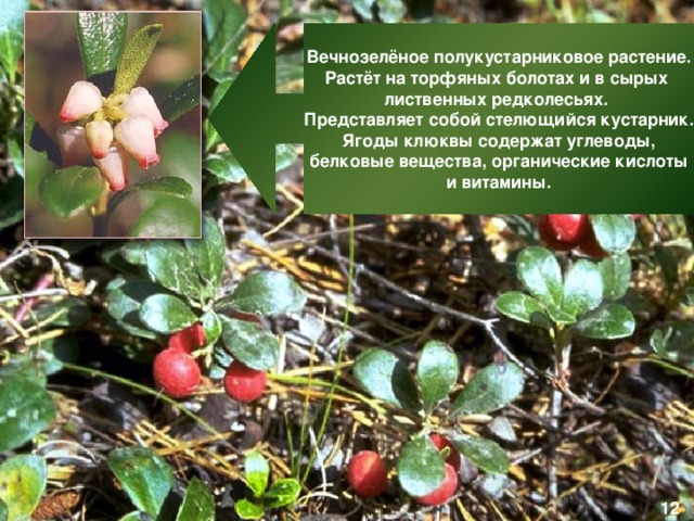 Вечнозелёное полукустарниковое растение. Растёт на торфяных болотах и в сырых лиственных редколесьях. Представляет собой стелющийся кустарник. Ягоды клюквы содержат углеводы,  белковые вещества, органические кислоты и витамины. 12 