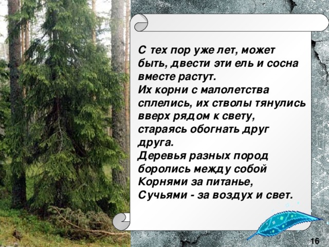 С тех пор уже лет, может быть, двести эти ель и сосна вместе растут.  Их корни с малолетства сплелись, их стволы тянулись вверх рядом к свету, стараясь обогнать друг друга. Деревья разных пород боролись между собой  Корнями за питанье,  Сучьями - за воздух и свет. 16 