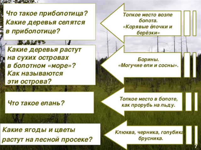Борины. «Могучие ели и сосны».  Топкое место возле болота. «Корявые ёлочки и берёзки» Топкое место в болоте, как прорубь на льду. Клюква, черника, голубика, брусника. Что такое приболотица? Какие деревья селятся в приболотице?    Какие деревья растут на сухих островах в болотном «море»? Как называются эти острова? Что такое елань? Какие ягоды и цветы растут на лесной просеке? 7 