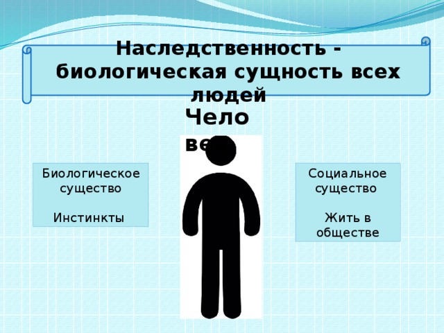 Наследственность - биологическая сущность всех людей Человек Биологическое существо Социальное существо Инстинкты Жить в обществе 