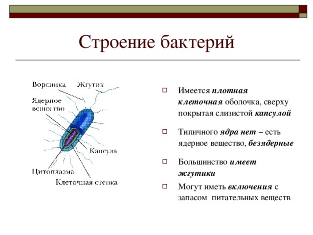 Строение бактерий