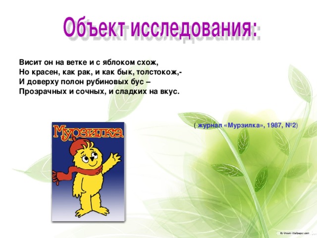 Висит он на ветке и с яблоком схож, Но красен, как рак, и как бык, толстокож,- И доверху полон рубиновых бус – Прозрачных и сочных, и сладких на вкус. ( журнал «Мурзилка», 1987, №2 ) 