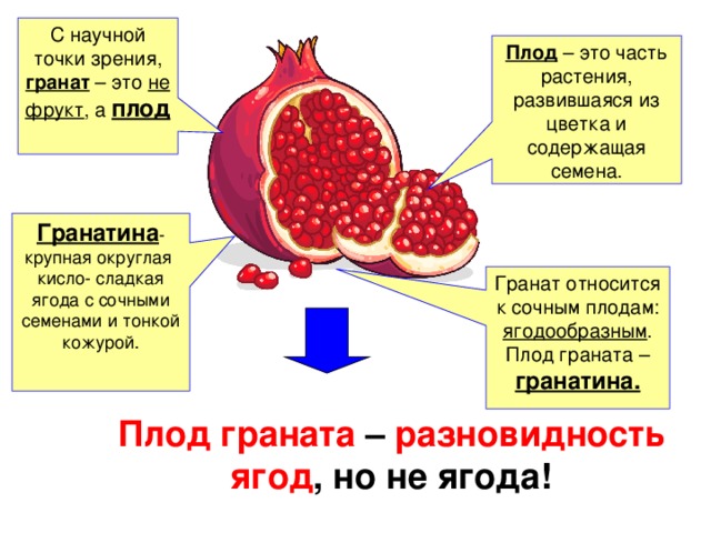 С научной точки зрения, гранат – это не  фрукт , а плод Плод – это часть растения, развившаяся из цветка и содержащая семена . Гранатина - крупная округлая кисло- сладкая ягода с сочными семенами и тонкой кожурой. Гранат относится к сочным плодам: ягодообразным . Плод граната – гранатина. Плод граната – разновидность ягод , но не ягода! 