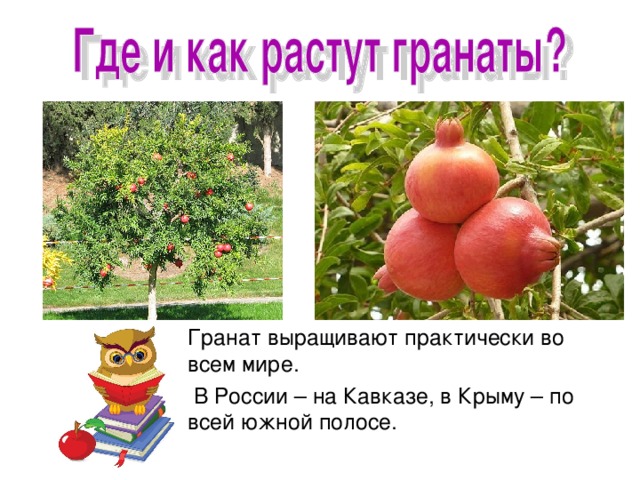 Гранат выращивают практически во всем мире.  В России – на Кавказе, в Крыму – по всей южной полосе. 