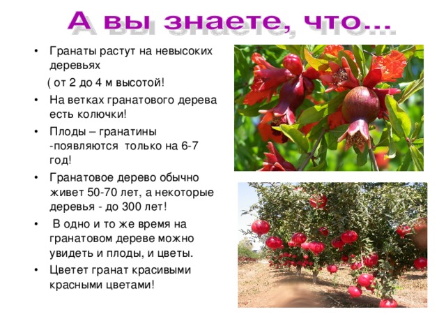 Гранаты растут на невысоких деревьях  ( от 2 до 4 м высотой! На ветках гранатового дерева есть колючки! Плоды – гранатины -появляются только на 6-7 год! Гранатовое дерево обычно живет 50-70 лет, а некоторые деревья - до 300 лет!  В одно и то же время на гранатовом дереве можно увидеть и плоды, и цветы. Цветет гранат красивыми красными цветами!   