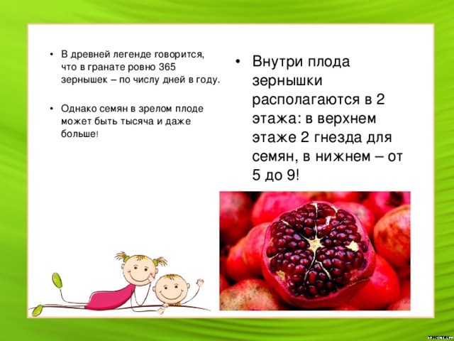 В древней легенде говорится, что в гранате ровно 365 зернышек – по числу дней в году.  Однако семян в зрелом плоде может быть тысяча и даже больше ! Внутри плода зернышки располагаются в 2 этажа: в верхнем этаже 2 гнезда для семян, в нижнем – от 5 до 9! 