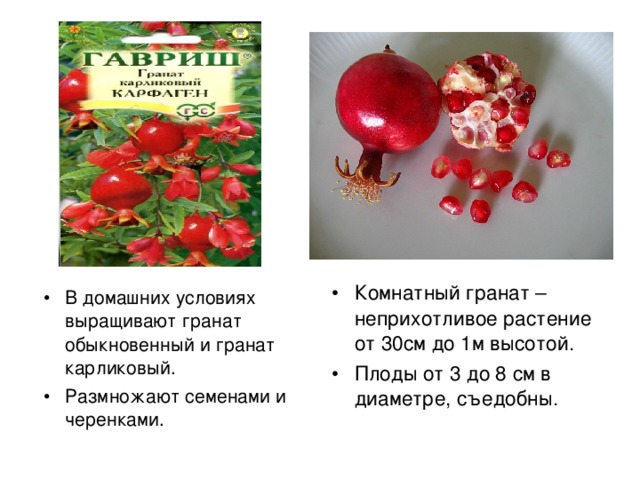 Комнатный гранат – неприхотливое растение от 30см до 1м высотой. Плоды от 3 до 8 см в диаметре, съедобны. В домашних условиях выращивают гранат обыкновенный и гранат карликовый. Размножают семенами и черенками. 