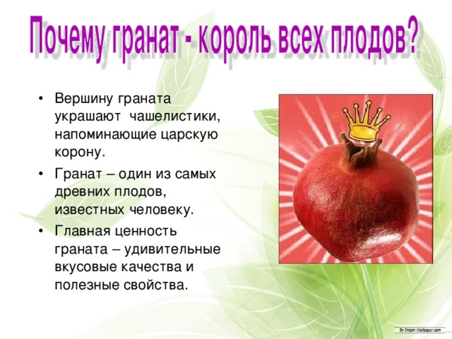 Вершину граната украшают чашелистики, напоминающие царскую корону. Гранат – один из самых древних плодов, известных человеку. Главная ценность граната – удивительные вкусовые качества и полезные свойства.  