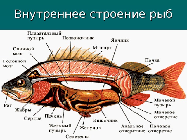 Внутреннее строение рыб 