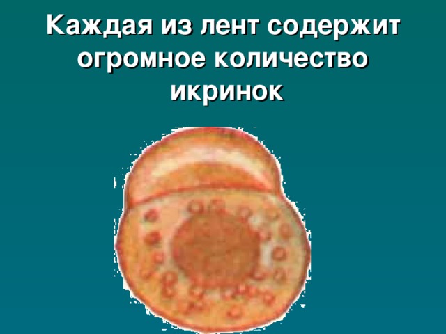 Каждая из лент содержит огромное количество  икринок 