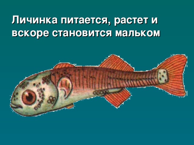 Личинка питается, растет и вскоре становится мальком 