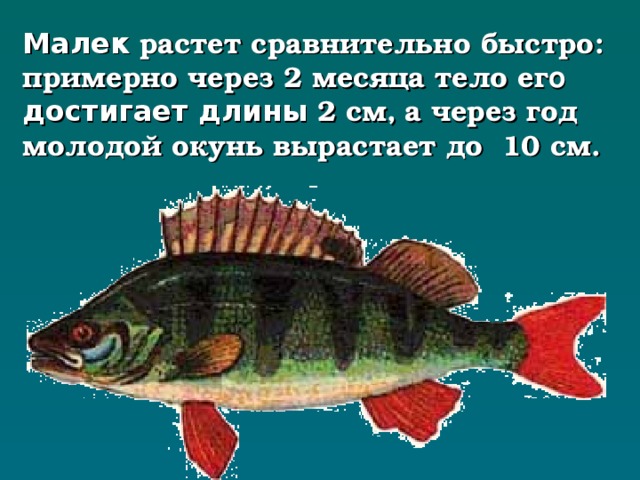 Малек растет сравнительно быстро: примерно через 2 месяца тело ег о достигает  длины 2 см,  а через год молодой окунь вырастает до  10 см. 